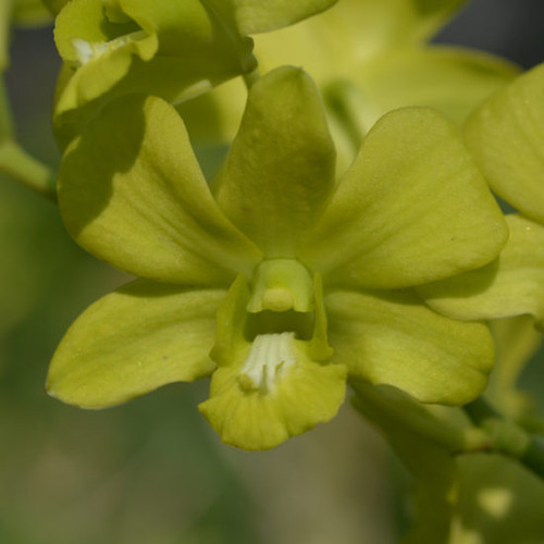 Yellow Prai e1502613542318.jpg