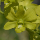 Yellow Prai e1502613542318