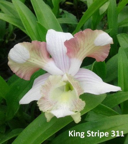 Den.King stripe 311 e1502611163407.jpg