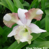 Den.King stripe 311 e1502611163407