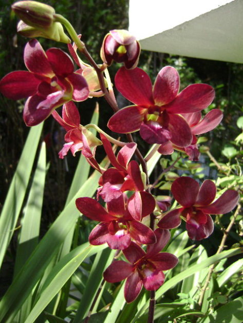 12 sampran brown e1510473783749.jpg