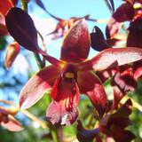 caesar red e1492188064153
