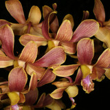 Brown e1502545787260