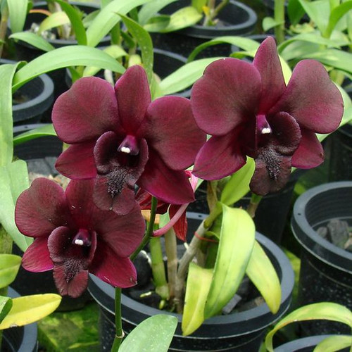 black red 2.jpg