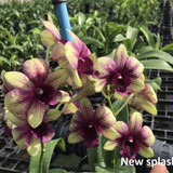 Den.New splash e1502441805997