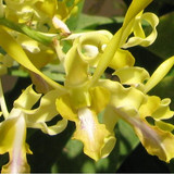 rabbityellow