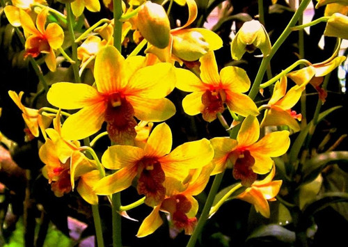 58 Yellow 65 e1510592269220.jpg