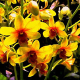 58 Yellow 65 e1510592269220