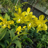 Yellowhitelip