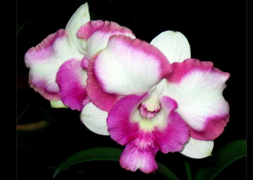 dragon pink.jpg