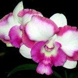 dragon pink
