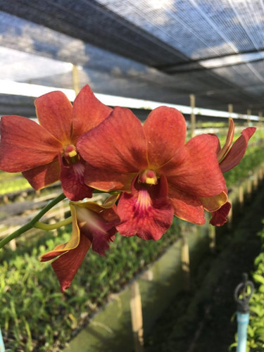 den brown orange e1521364256480.jpg