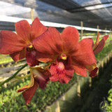 den brown orange e1521364256480