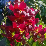 sampran thongchai e1521363162220