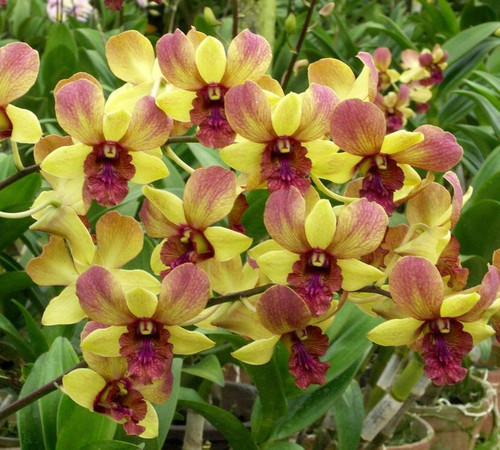 vanila sweet.jpg