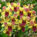 vanila sweet