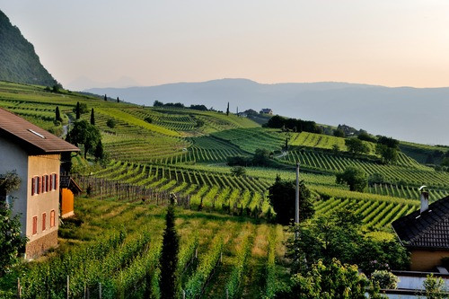 vineyard.jpg