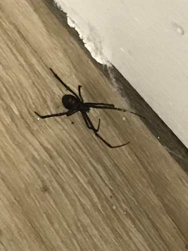 black widow.jpg
