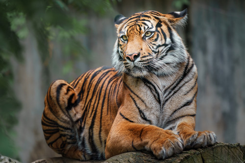 vecteezy sumatran tiger on log 9711199 991.jpg