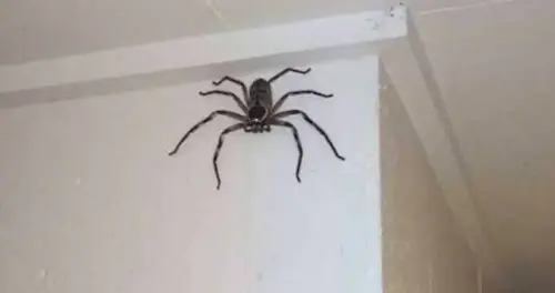 huntsman spider.webp