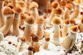 Psilocybin Mushroom Spores.jpg
