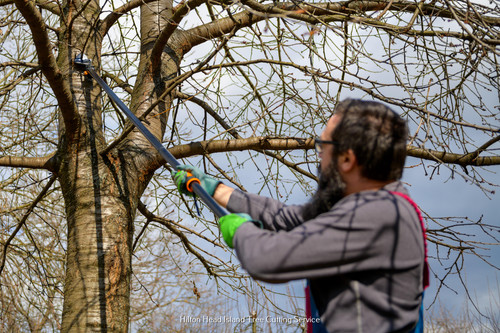 Monster Tree Service of Hilton Head 10.jpg
