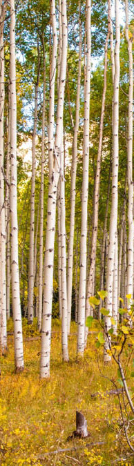 aspen.jpg