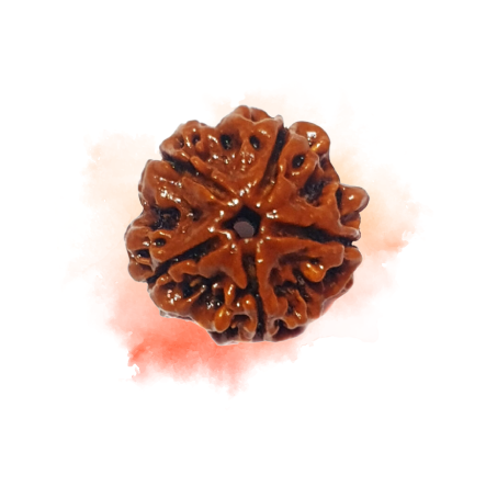 5 Mukhi Rudraksha cntnt.png 2 (1).png