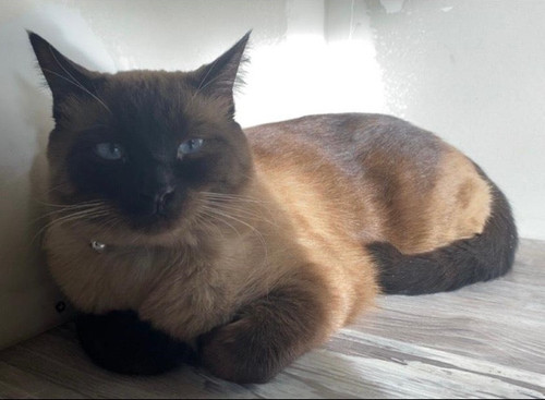 binx.jpg