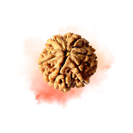 6 Mukhi Rudraksha 2 (1).png
