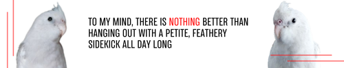 To my mind, there is nothing better than hanging out with a petite, feathery sidekick all day long.png