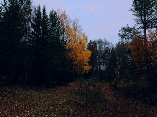 IMG 20221008 8.jpg