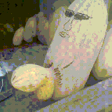 dinya.gif