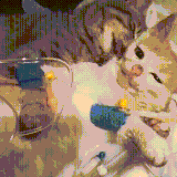 koti3.gif