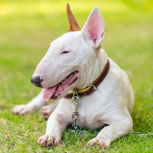 bullterrier 1.jpg