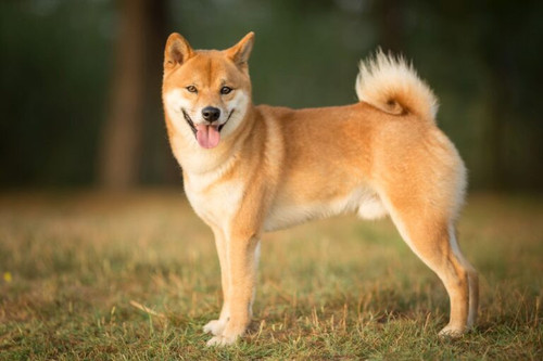 Shiba Inu 768x512.jpg