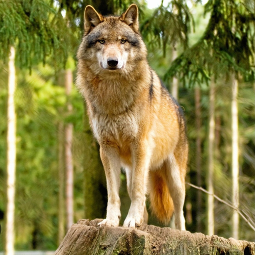 9203f4922298.png