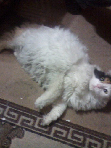 CAM00330.jpg