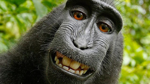 macaca nigra001.jpg