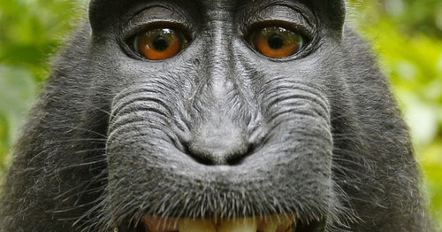 Macaca nigra self portrait rotated and cropped .jpg