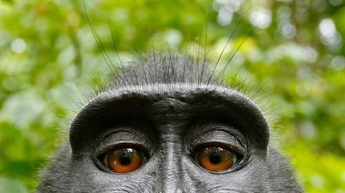 Monkey Selfie.jpg