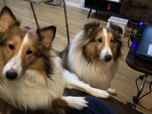 puppers.jpg