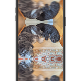 doggers phone.png