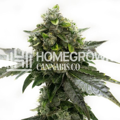 f0af44a08a089e5f152b25d6230c80e774aebfb2 black domina feminized.jpg