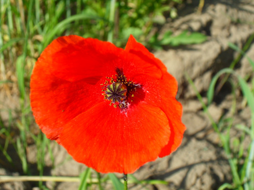 SAMSUNG DIGITAL CAMERA.jpg