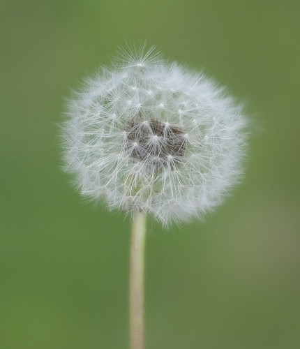 close up (6044710875) m9r1[1].jpg