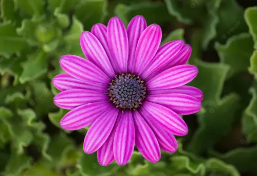 purple osteospermum daisy flower 1373 16.webp