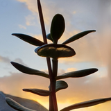Money plant at sunset