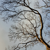 Tree branches, somewhat similar to lung bronchioles.png