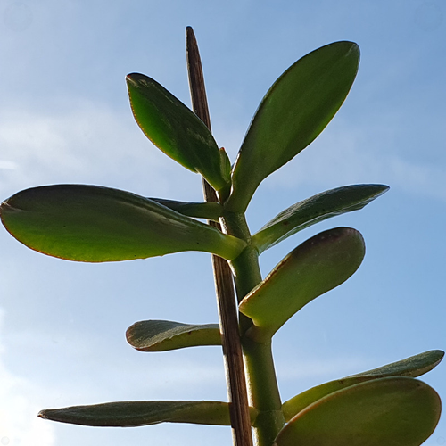 Money plant at midday sunny.png